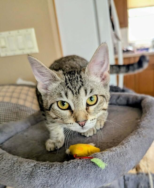 Enlarge Delia, a Adoptable Domestic Short Hair in Adrian, MI image 4/4
