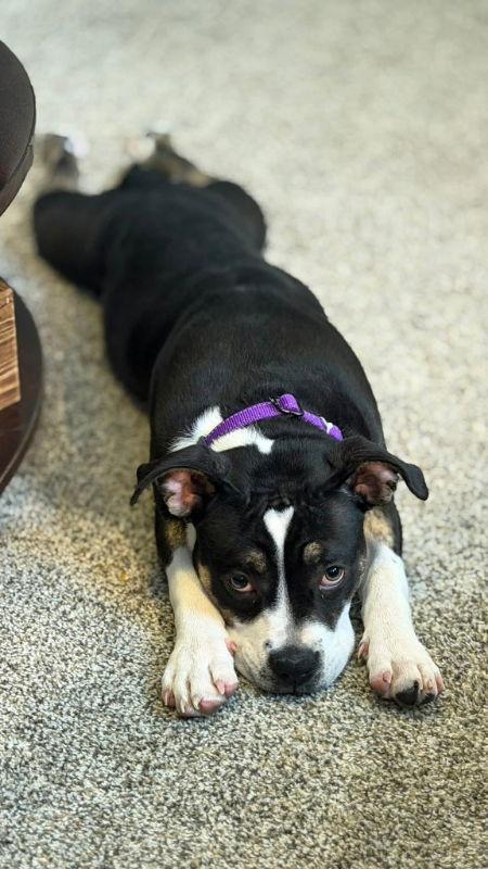 Enlarge Brioche, a Adoptable Staffordshire Bull Terrier in Portage, IN image 1/3
