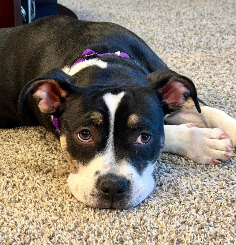 Enlarge Brioche, a Adoptable Staffordshire Bull Terrier in Portage, IN image 2/3