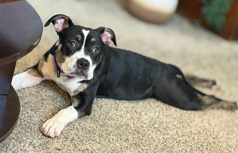 Enlarge Brioche, a Adoptable Staffordshire Bull Terrier in Portage, IN image 3/3