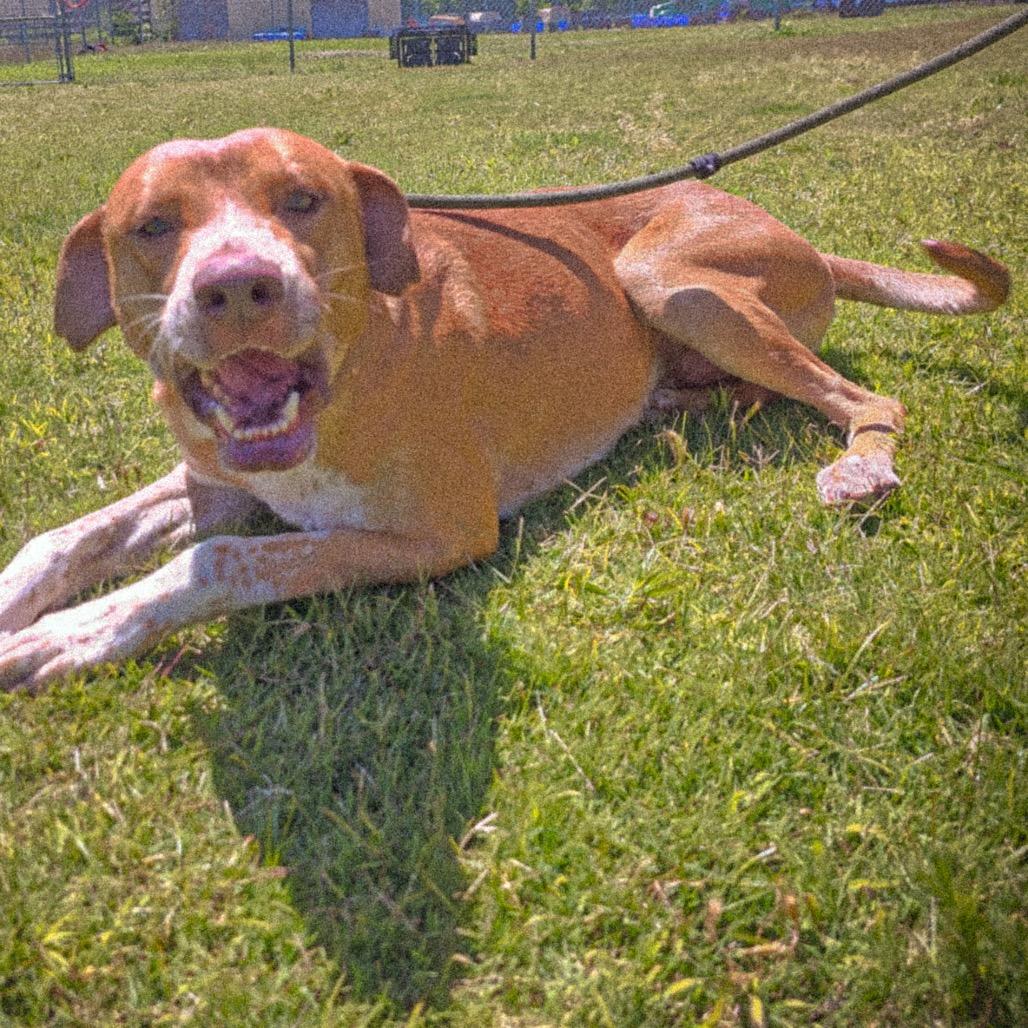Rusty, Adoptable, Adult Male Hound.