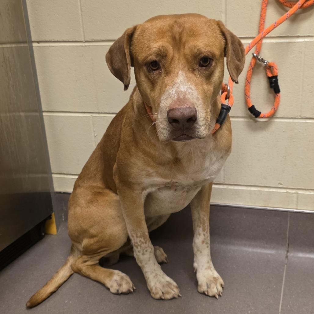Enlarge Rusty, a Adoptable Hound in Norman, OK image 2/2