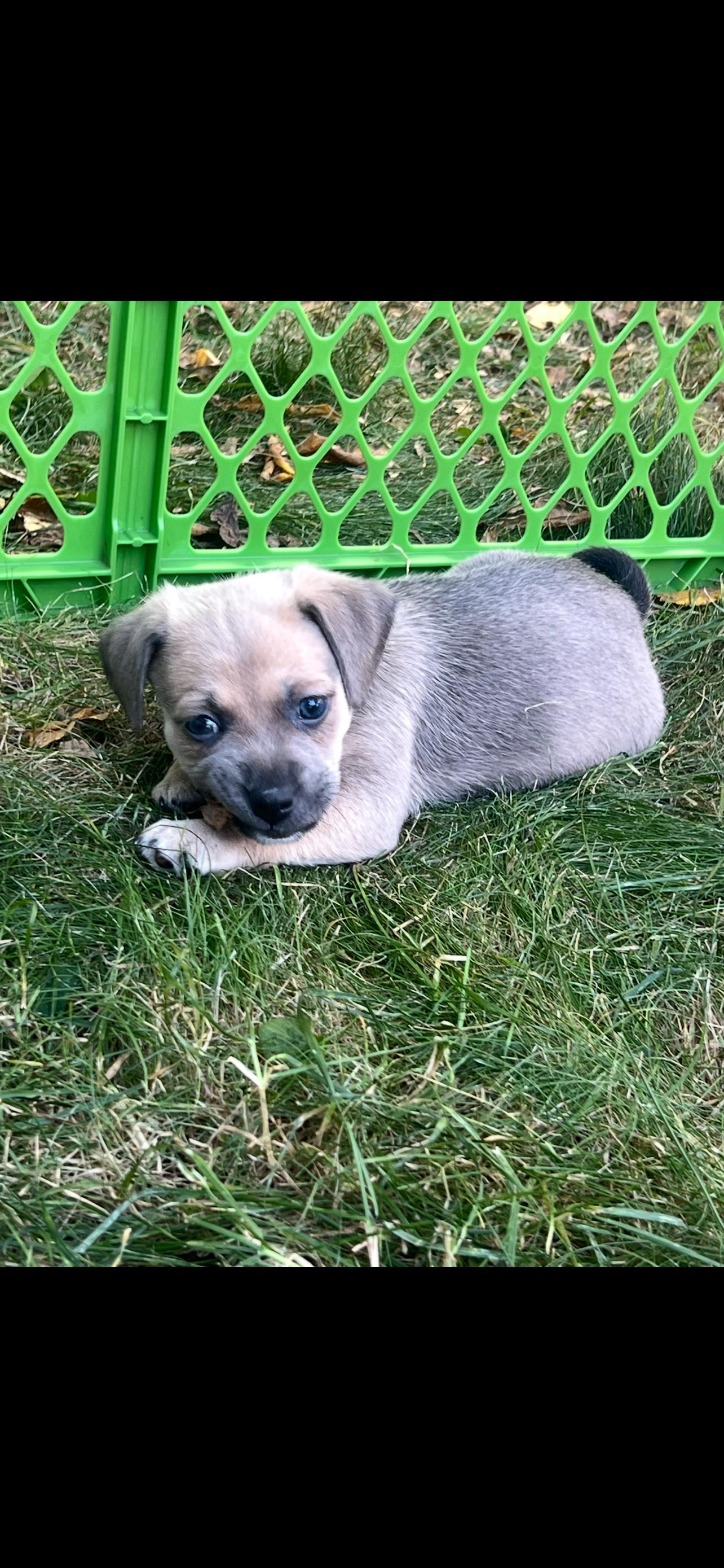 Fawn. ADOPTED, Adoptable, Puppy Female Pug & Poodle (Toy).