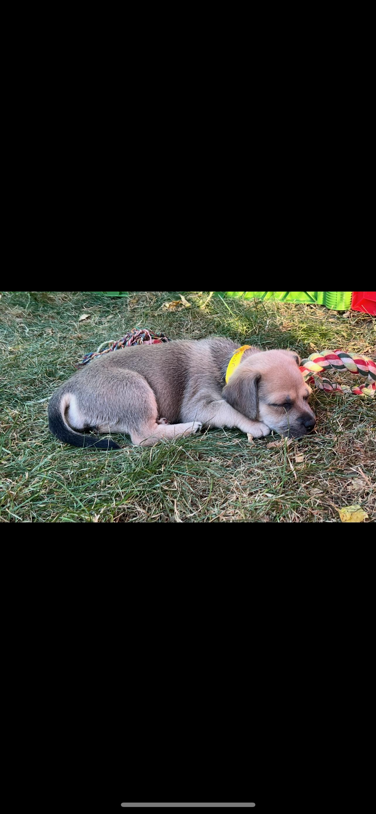 Fawn. ADOPTED, a Adoptable mixed breed in Union Grove, WI image 2/12