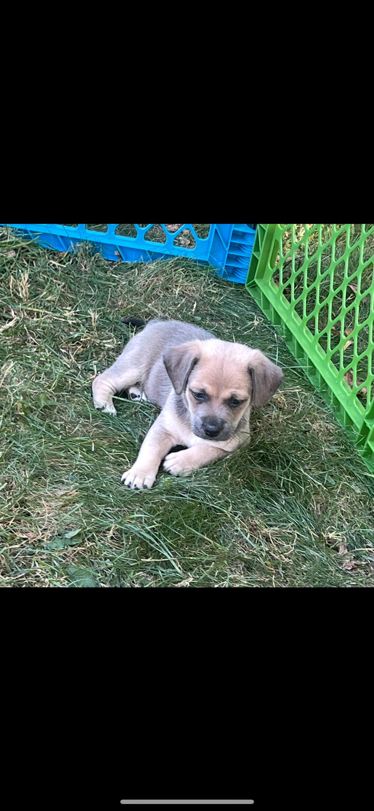 Fawn. ADOPTED, a Adoptable mixed breed in Union Grove, WI image 5/12