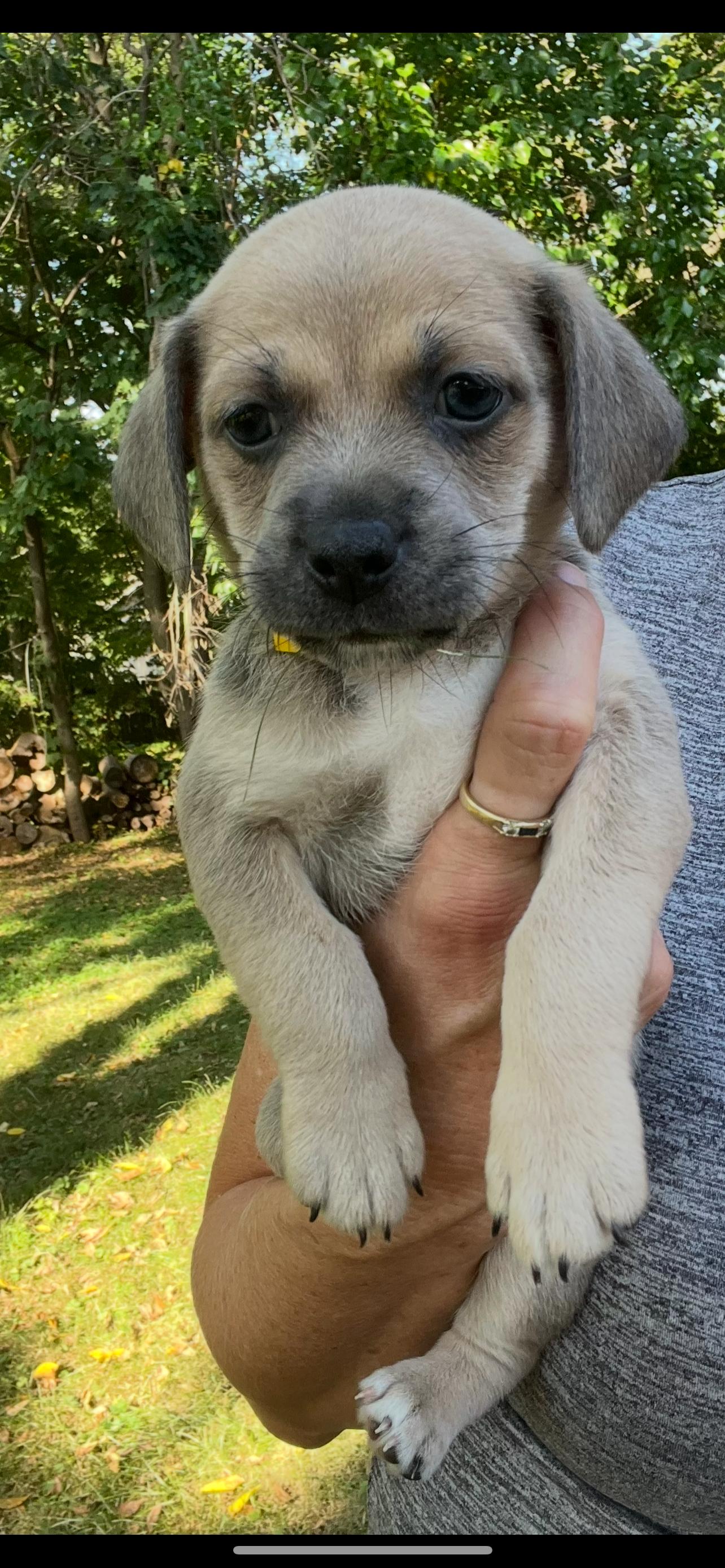 Fawn. ADOPTED, a Adoptable mixed breed in Union Grove, WI image 6/12