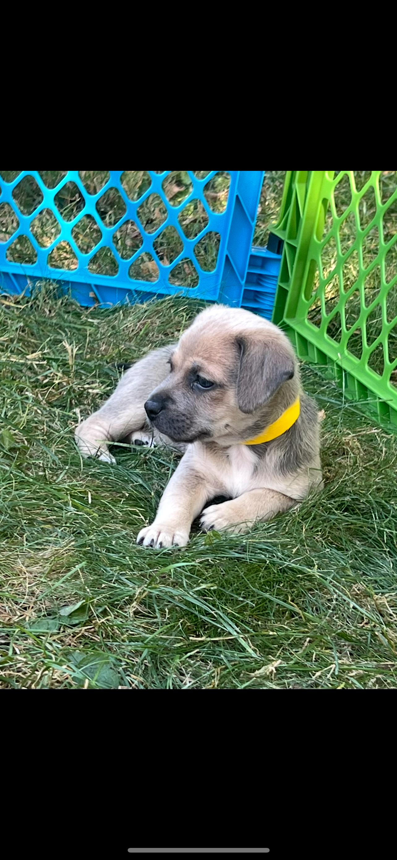 Enlarge Fawn. ADOPTED, a Adoptable mixed breed in Union Grove, WI image 10/12