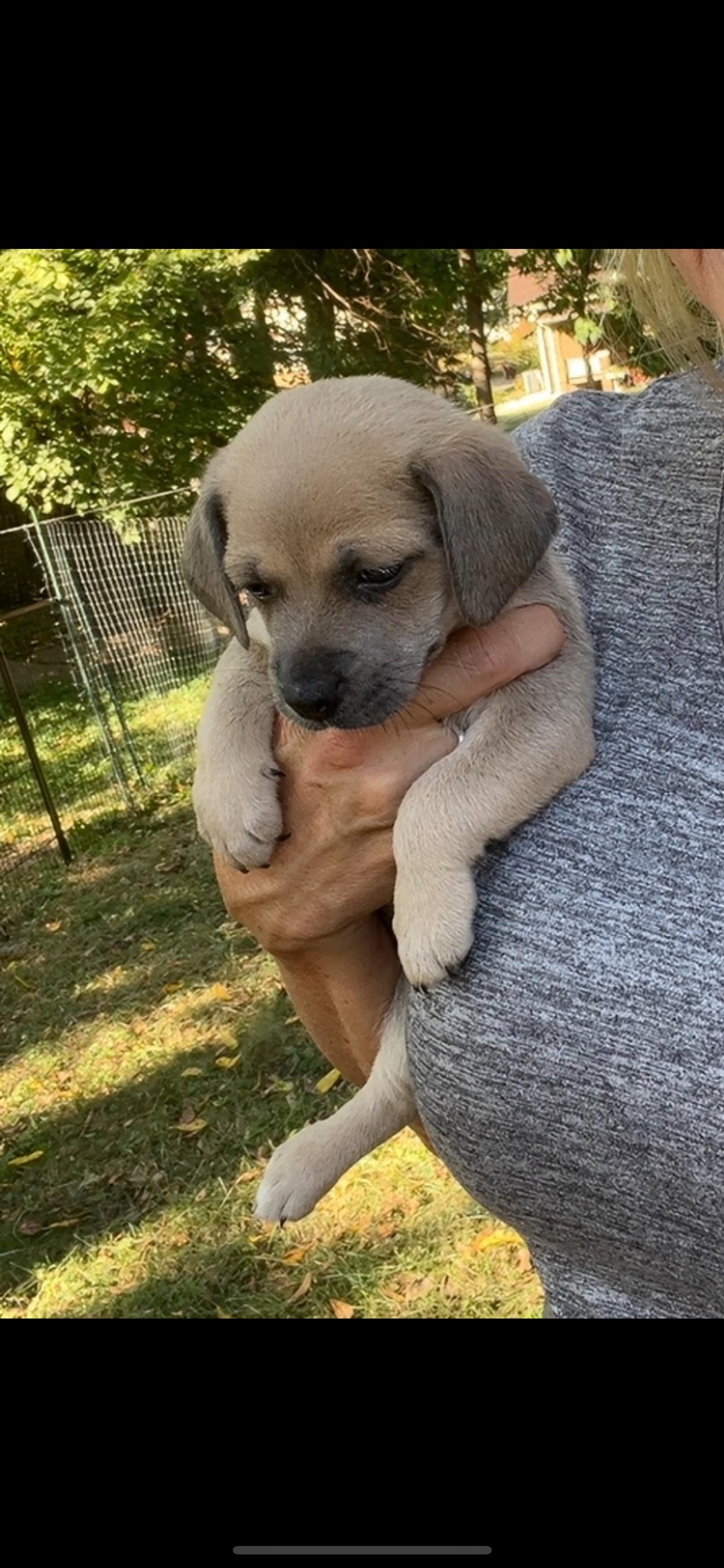 Enlarge Fawn. ADOPTED, a Adoptable mixed breed in Union Grove, WI image 11/12