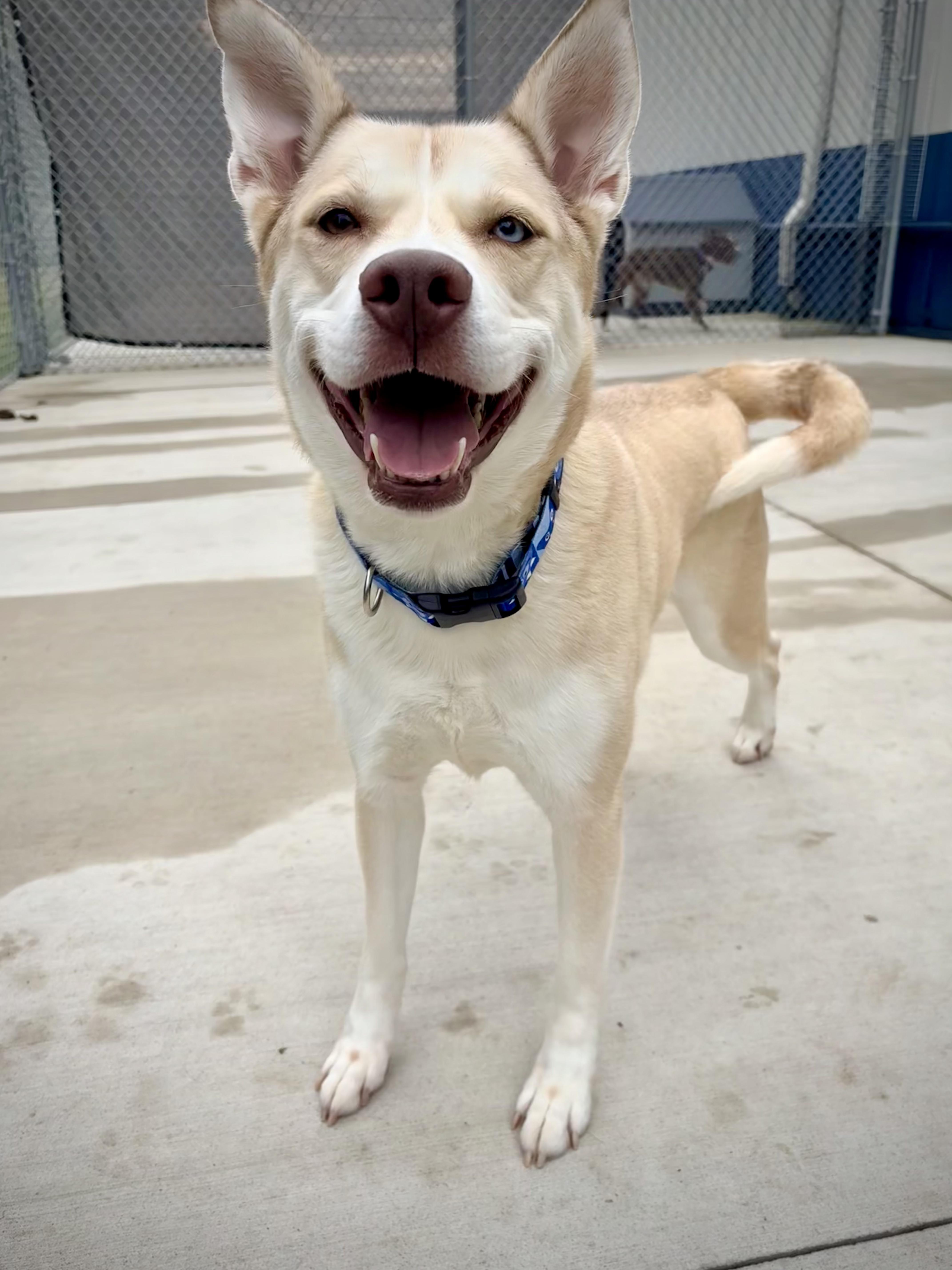 Marley, Adoptable, Adult Female Yellow Labrador Retriever & Husky.