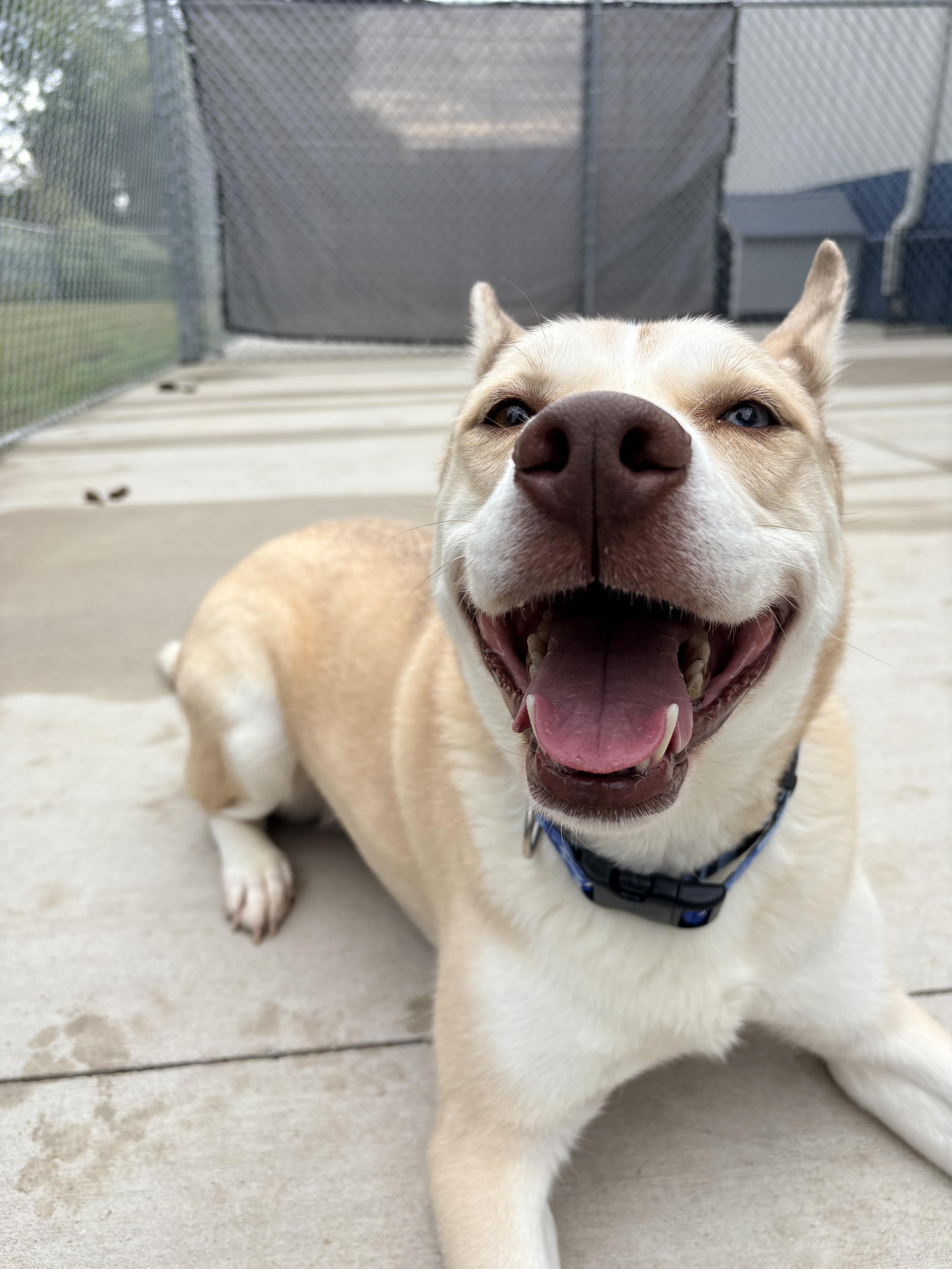 Enlarge Marley, a Adoptable mixed breed in Kalamazoo, MI image 3/5