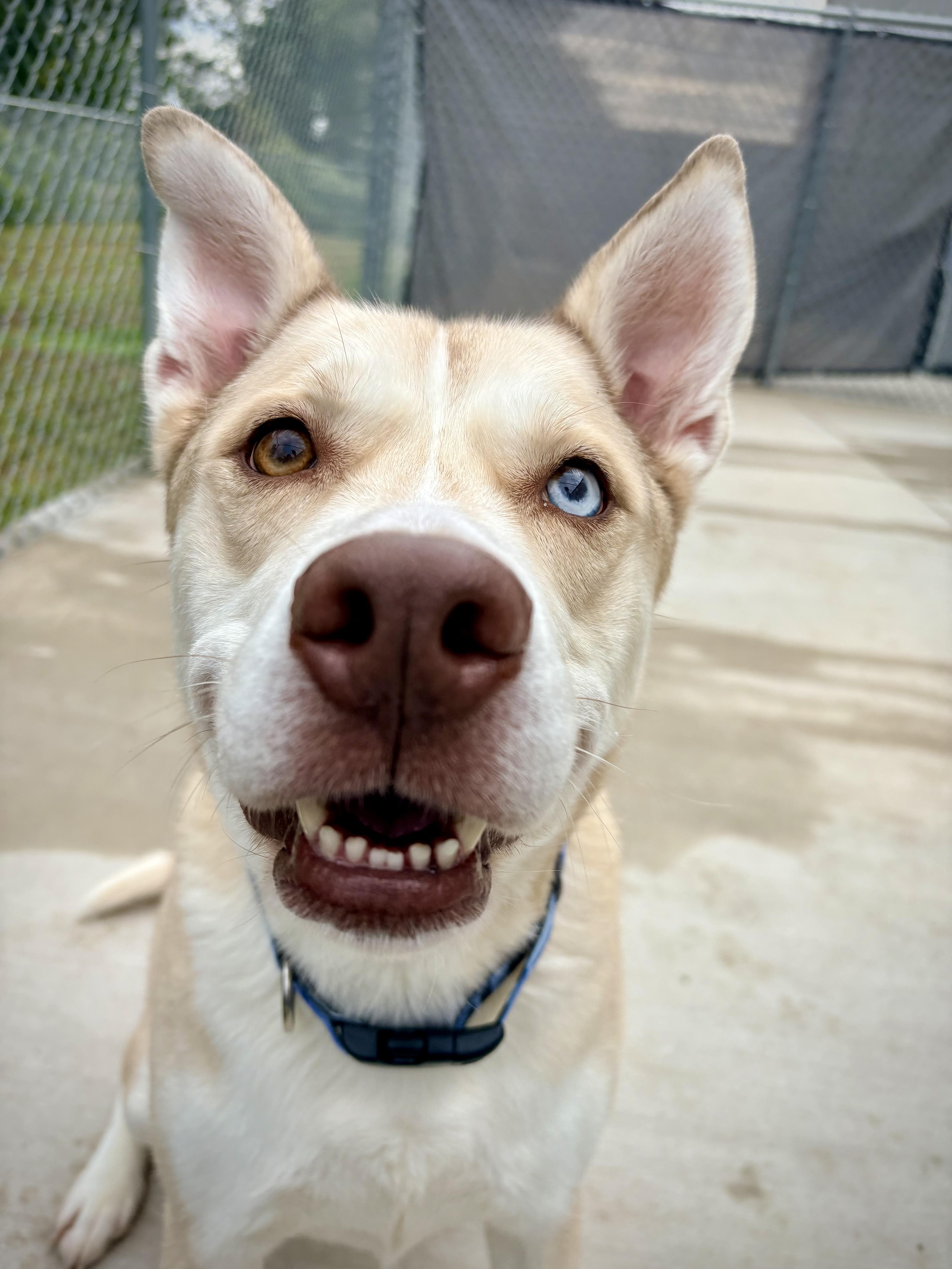 Enlarge Marley, a Adoptable mixed breed in Kalamazoo, MI image 4/5