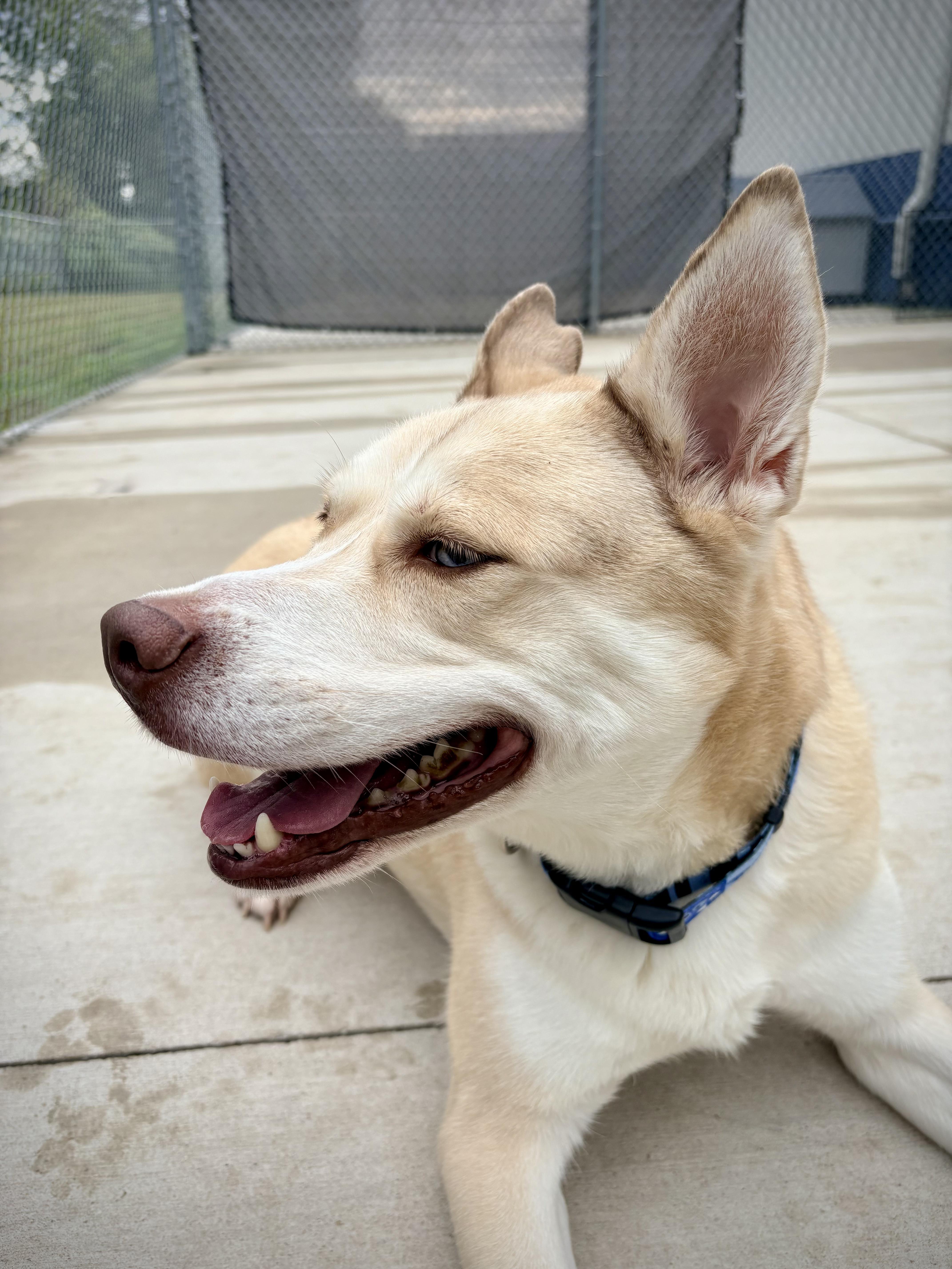 Enlarge Marley, a Adoptable mixed breed in Kalamazoo, MI image 5/5
