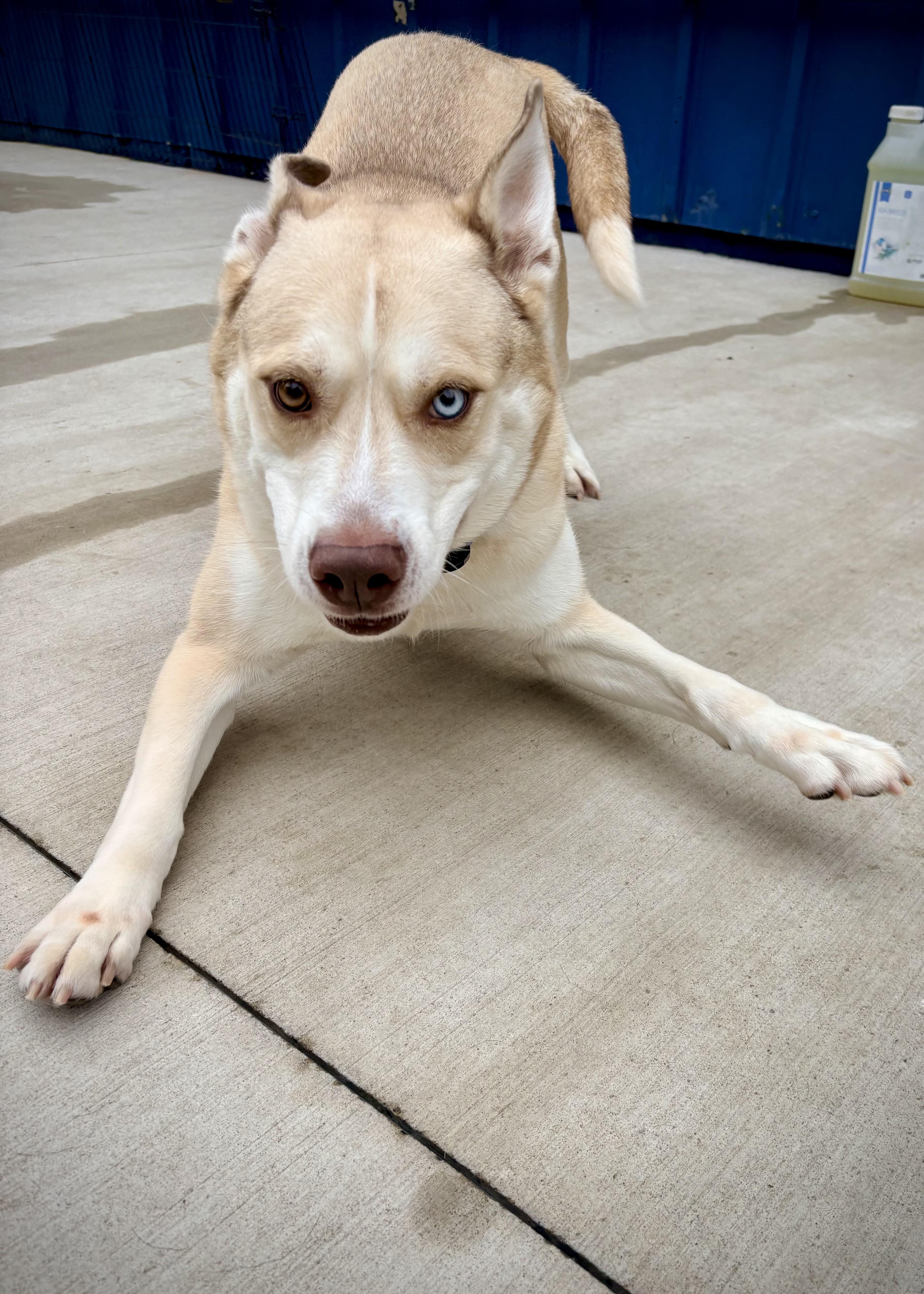 Enlarge Marley, a Adoptable mixed breed in Kalamazoo, MI image 2/5