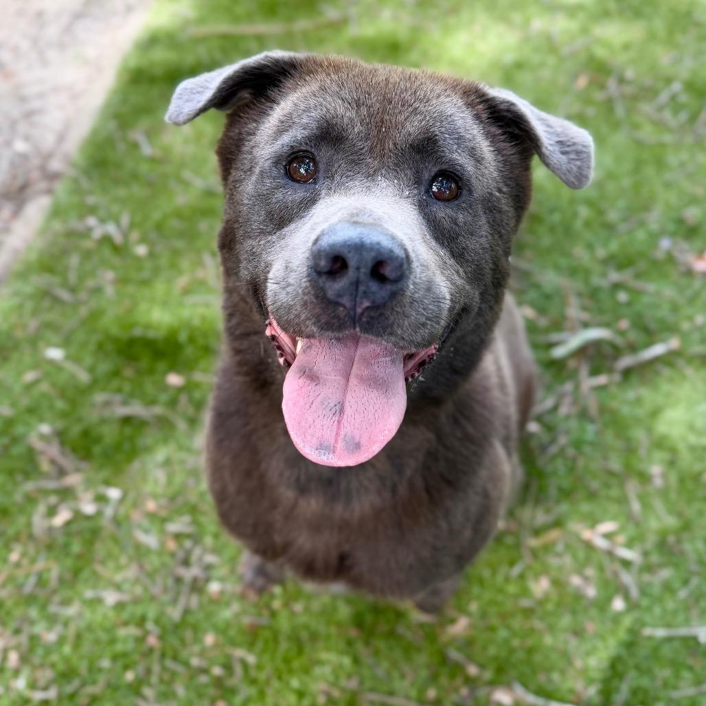 Willow, Adoptable, Adult Female Mixed Breed.