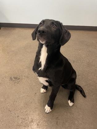 Georgie, an adopted mixed breed in Mishawaka, IN image 5/5