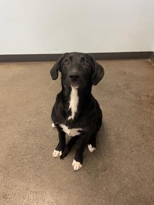 Georgie, an adopted mixed breed in Mishawaka, IN image 4/5