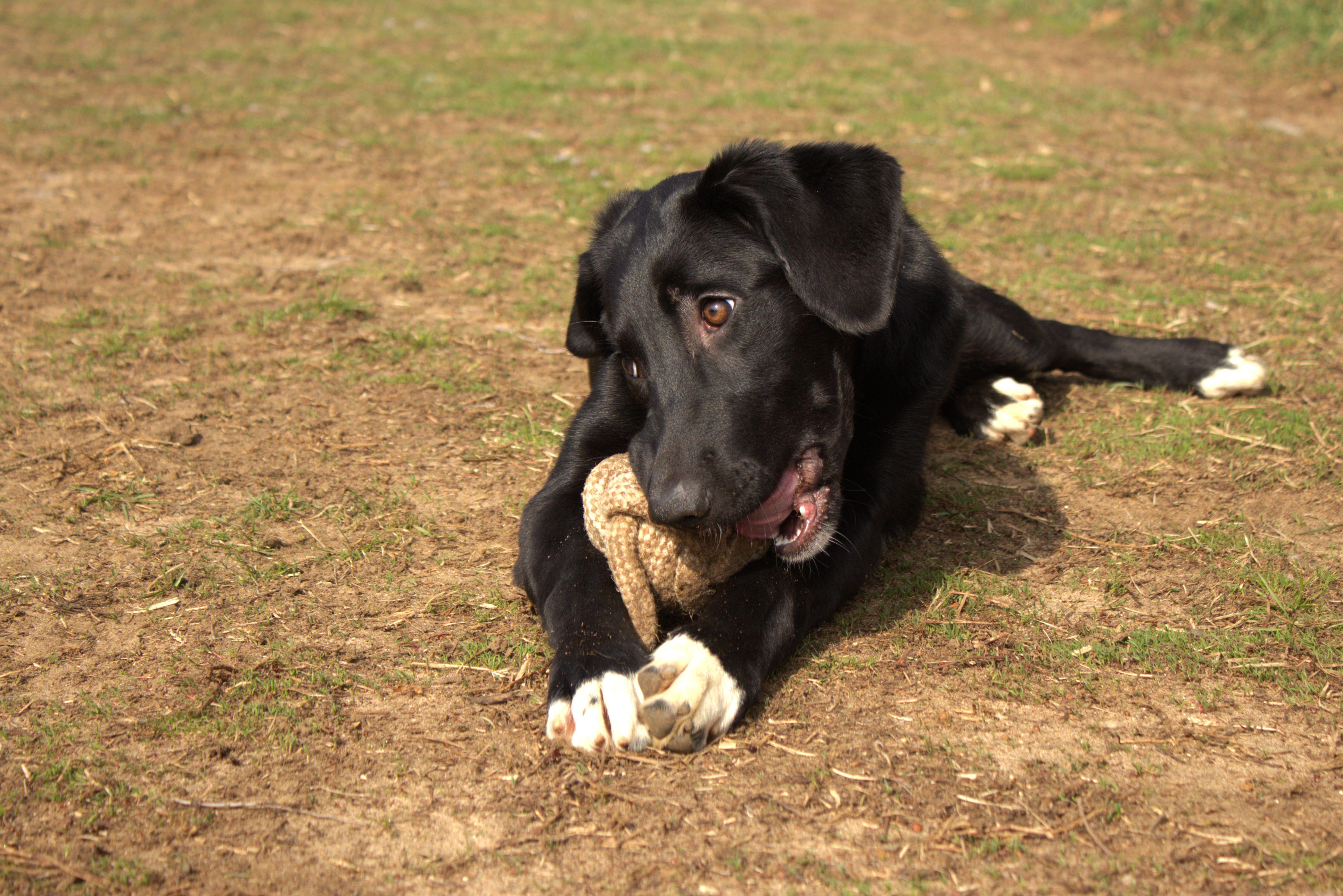 Georgie, an adopted mixed breed in Mishawaka, IN image 3/5