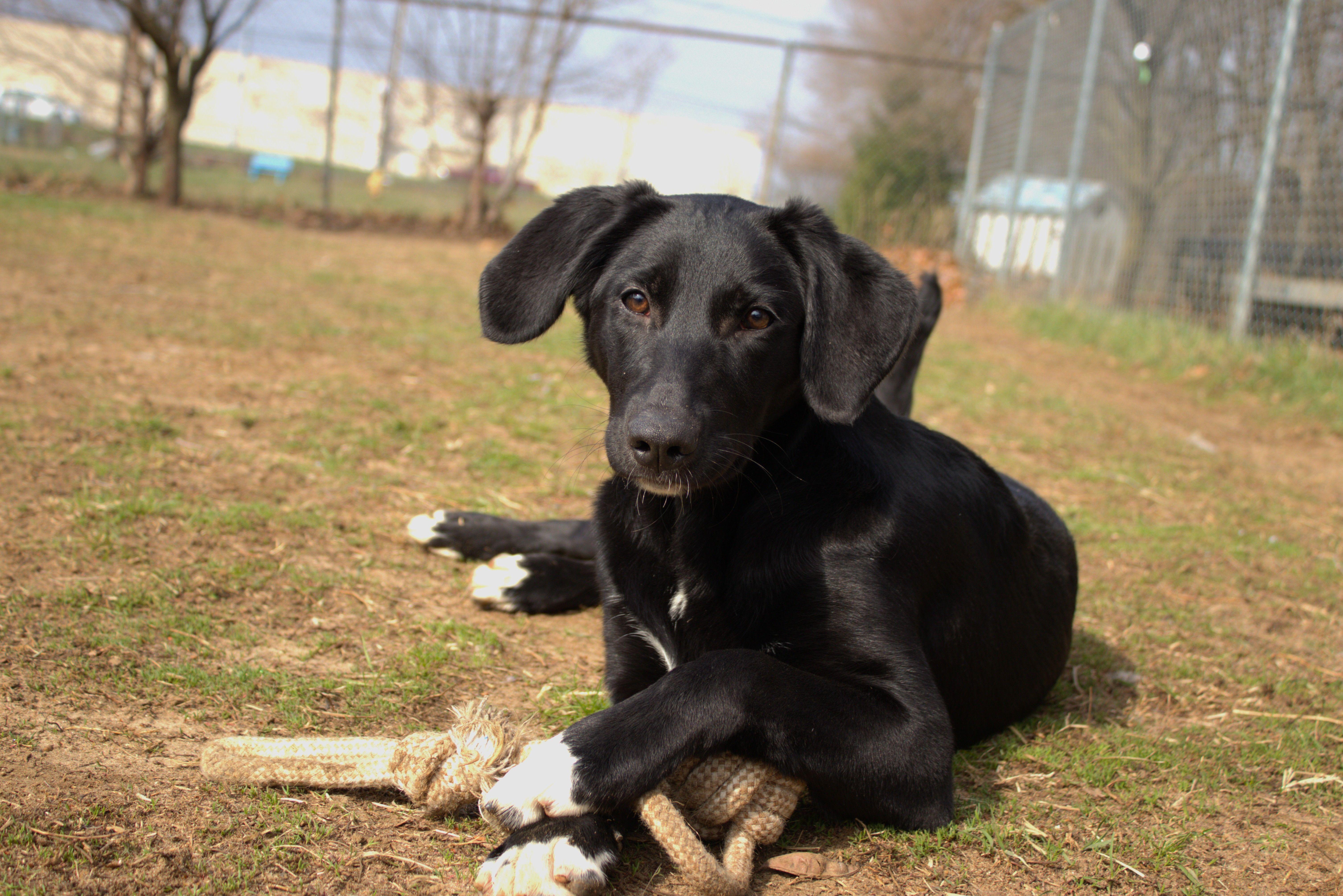 Georgie, an adopted mixed breed in Mishawaka, IN image 2/5