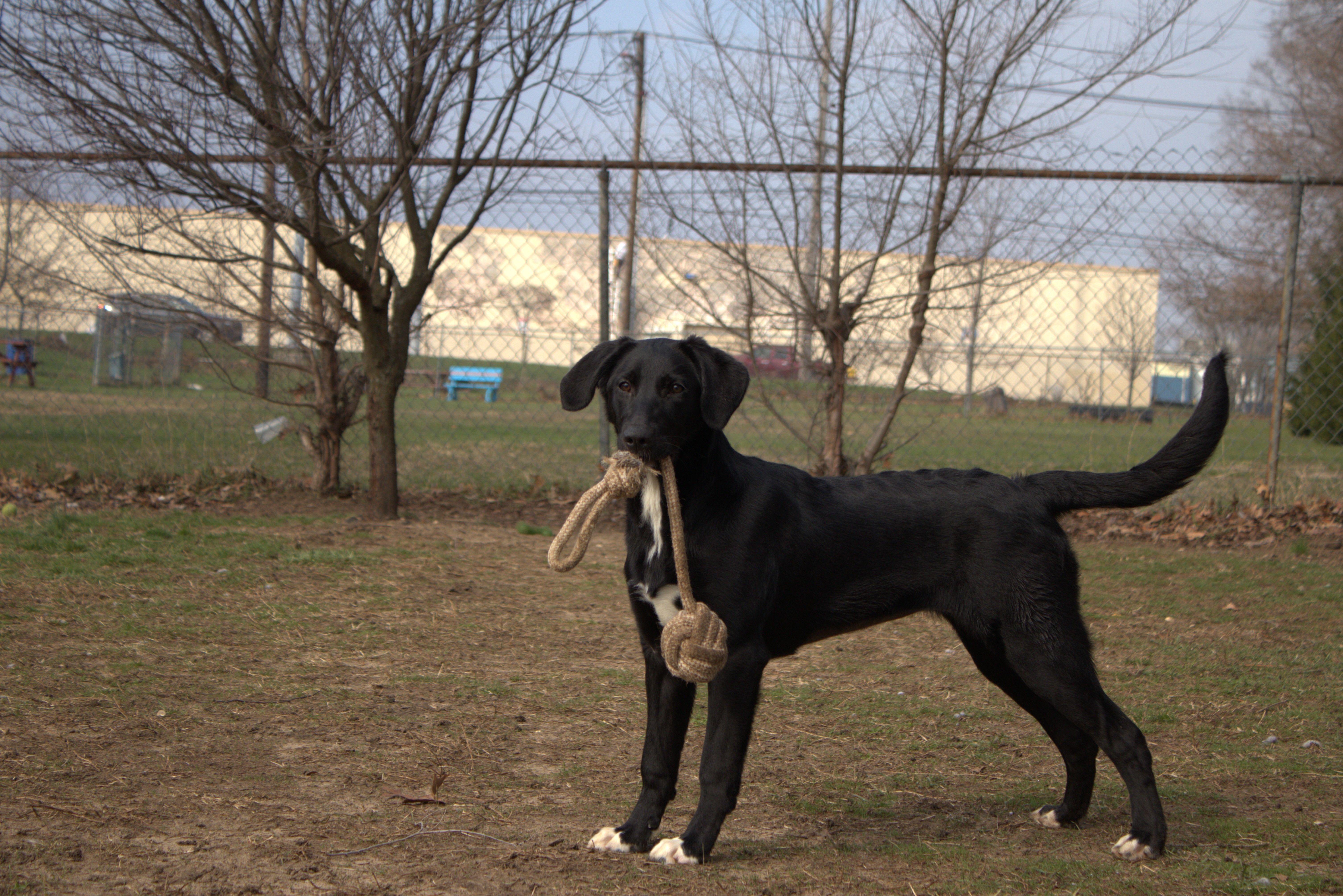 Georgie, an adopted mixed breed in Mishawaka, IN image 1/5