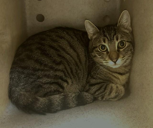 JAX, Adoptable, Young Male Domestic Short Hair.