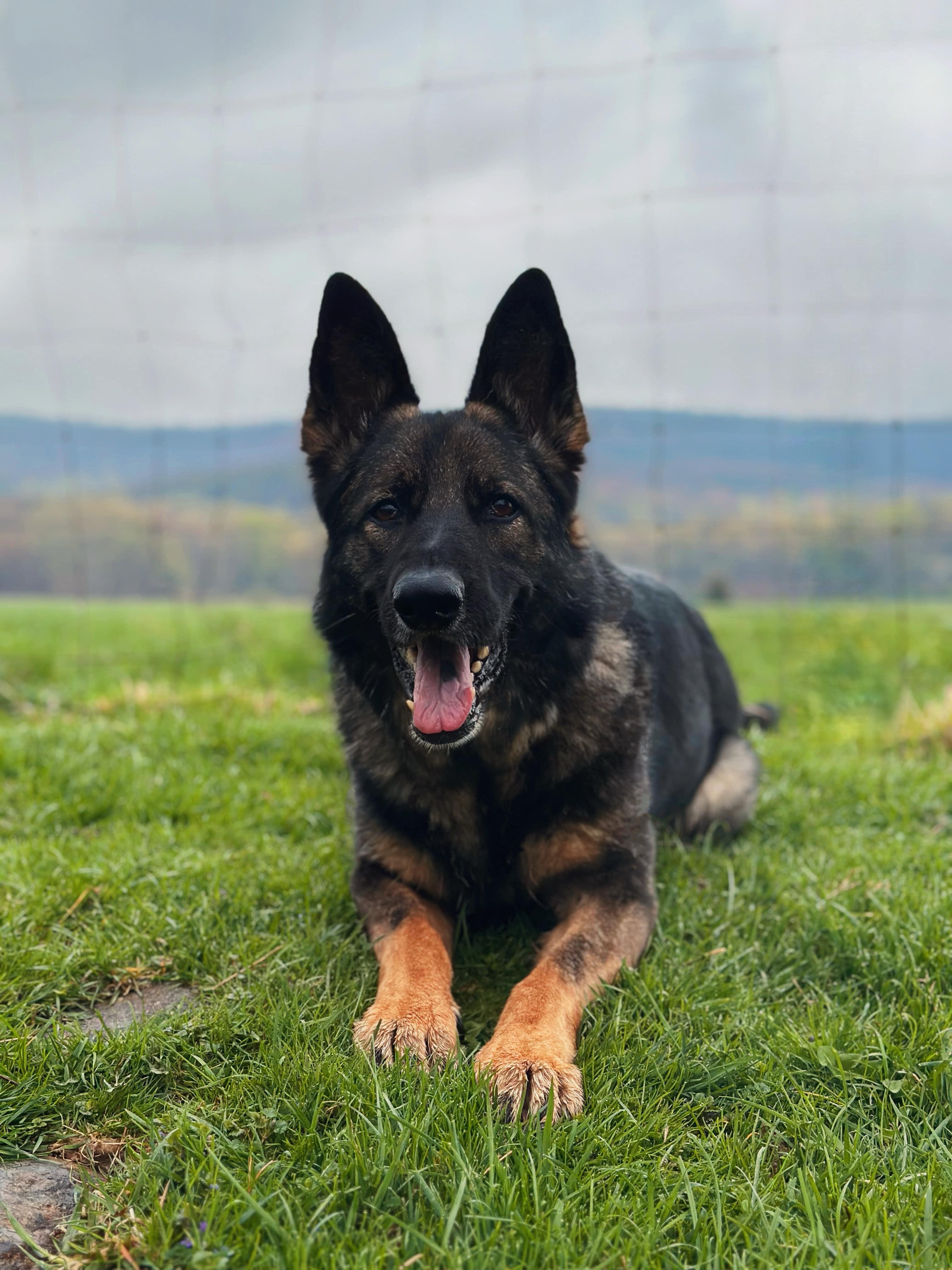 Farah, Adult Female German Shepherd Dog