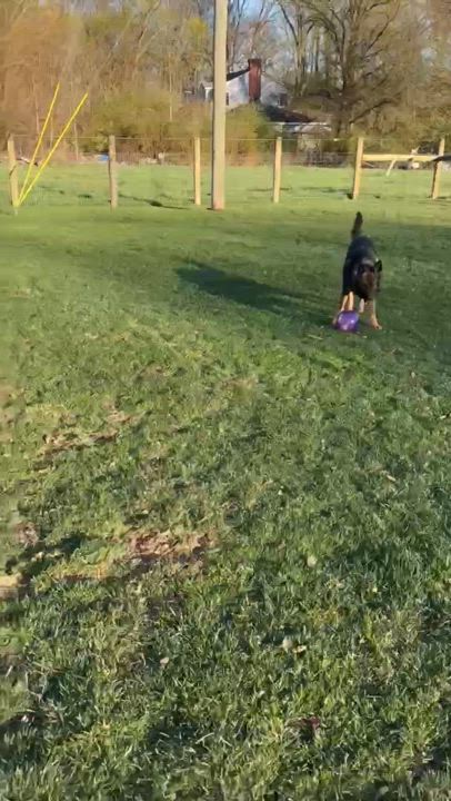 Enlarge Farah, a Adoptable German Shepherd Dog in Silver Spring, MD video 2/5