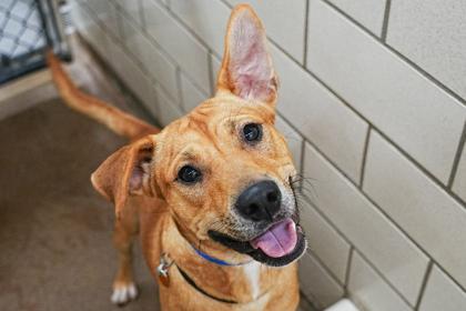 Yale, Adoptable, Young Male Black Mouth Cur & Mixed Breed.