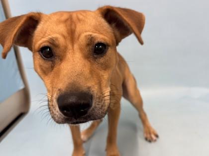 Enlarge Yale, a Adoptable mixed breed in Golden Valley, MN image 2/3