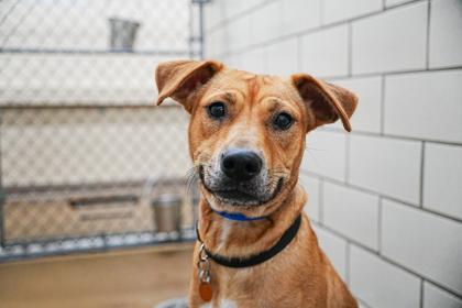 Enlarge Yale, a Adoptable mixed breed in Golden Valley, MN image 3/3