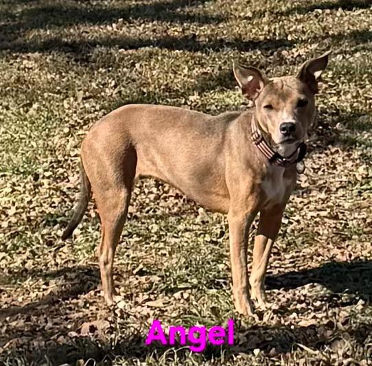 Enlarge Angel, a Adoptable mixed breed in Kemp, TX image 3/4