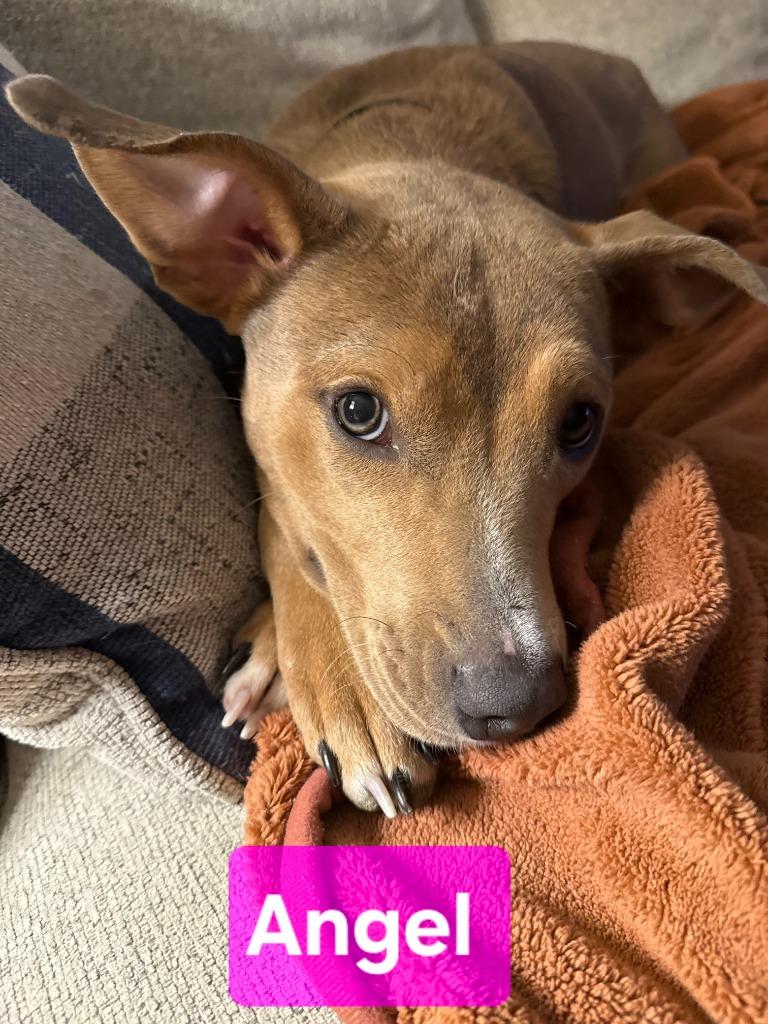 Enlarge Angel, a Adoptable mixed breed in Kemp, TX image 4/4