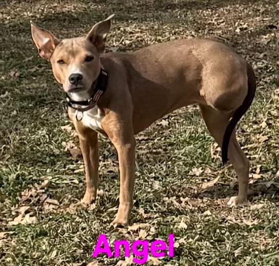 Enlarge Angel, a Adoptable mixed breed in Kemp, TX image 1/4
