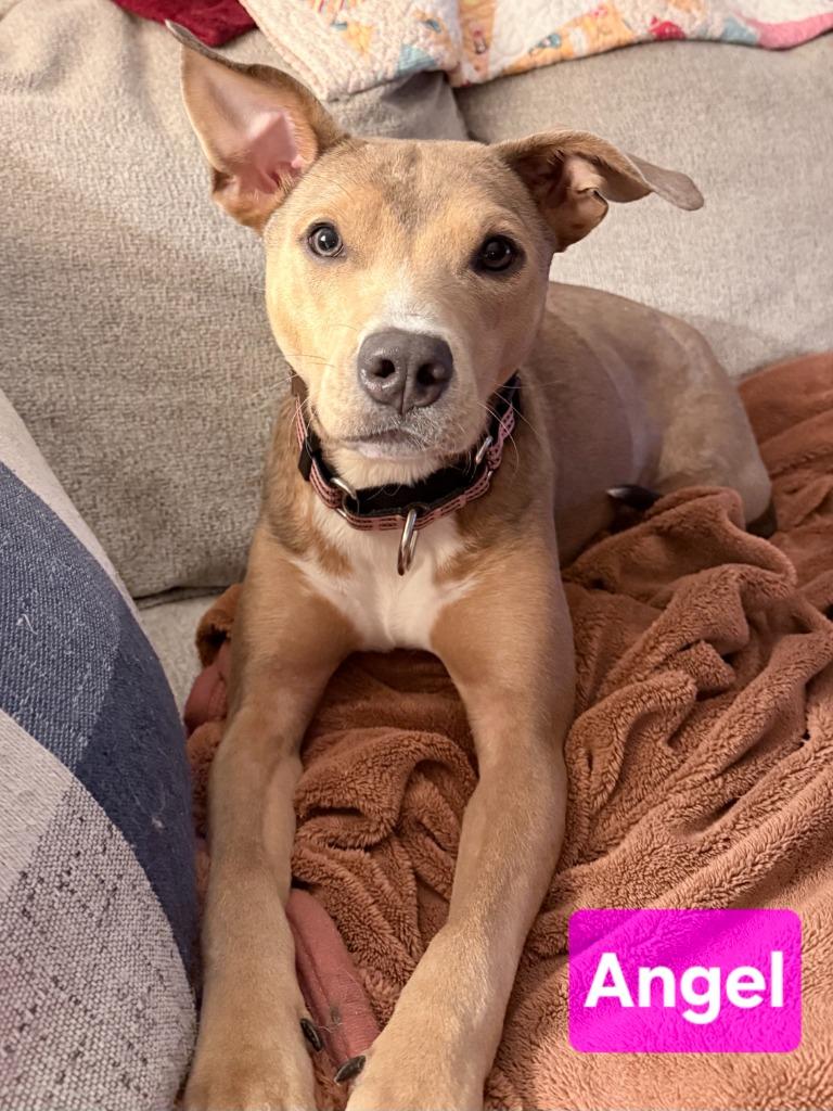 Enlarge Angel, a Adoptable mixed breed in Kemp, TX image 2/4