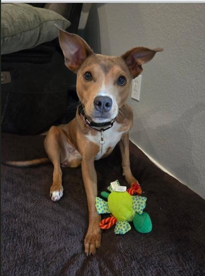 Enlarge Angel, a Adoptable mixed breed in Kemp, TX image 2/5