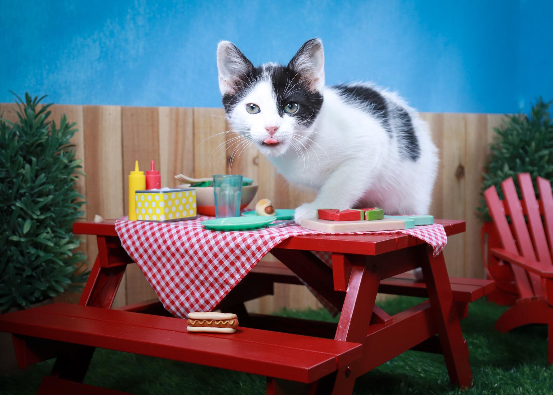 Juniper, an adopted Domestic Short Hair in Parker, TX image 2/4