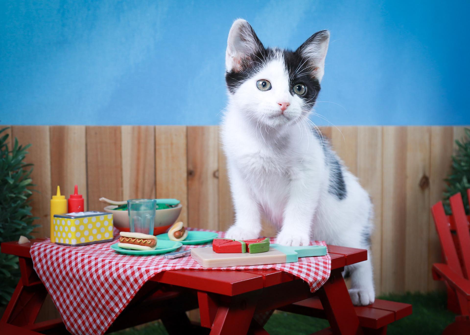 Juniper, an adopted Domestic Short Hair in Parker, TX image 3/4