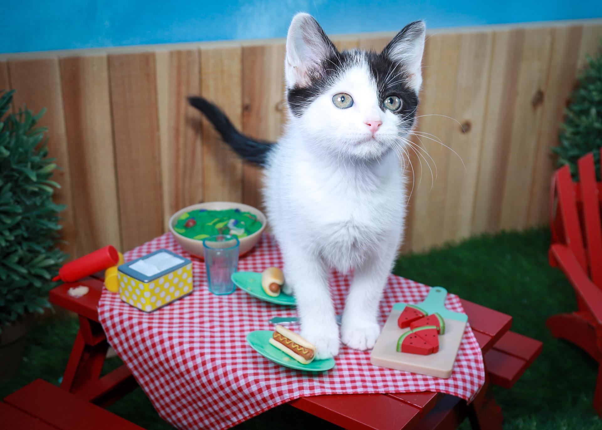 Juniper, adopted, Kitten Female Domestic Short Hair.