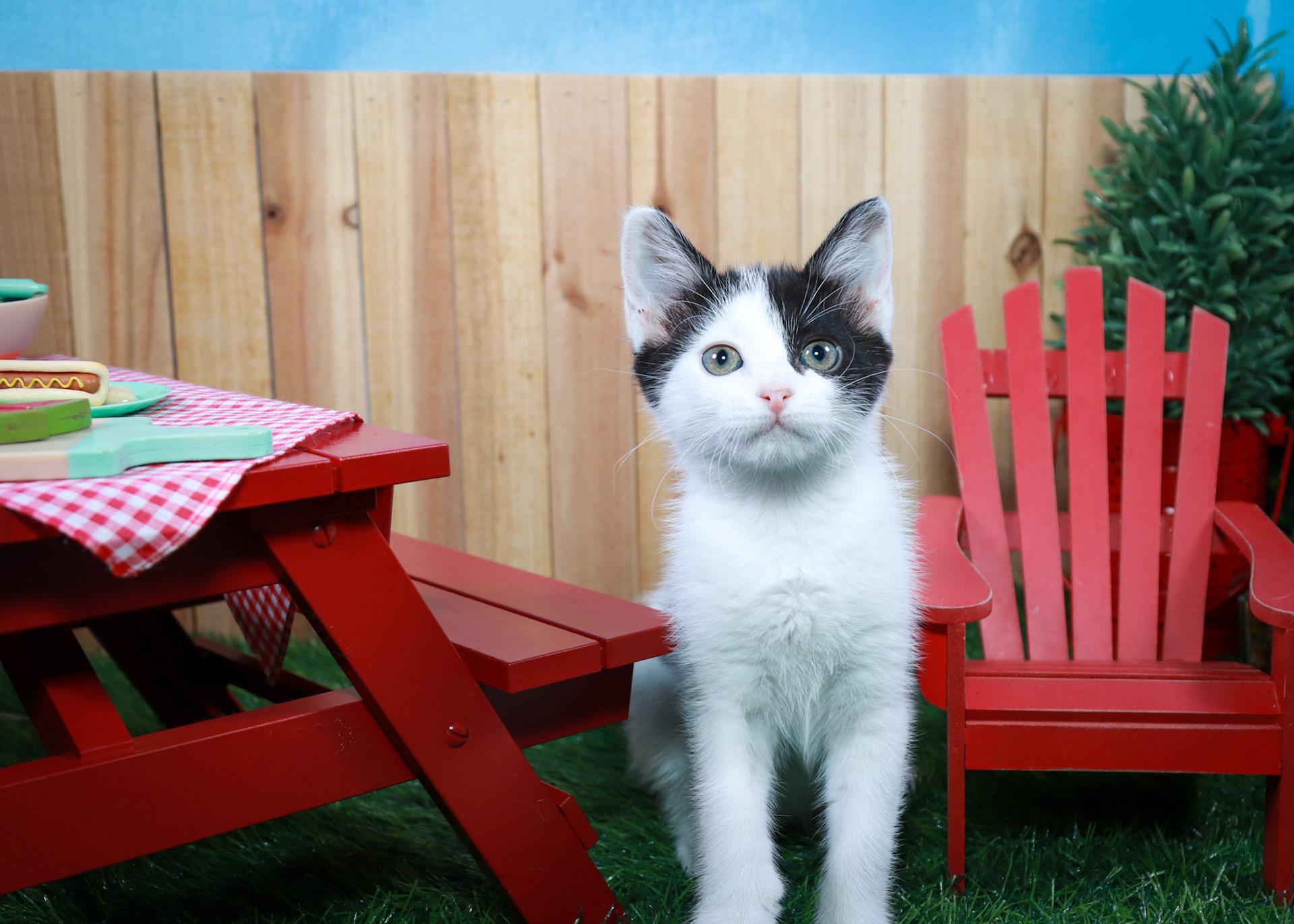 Juniper, an adopted Domestic Short Hair in Parker, TX image 4/4