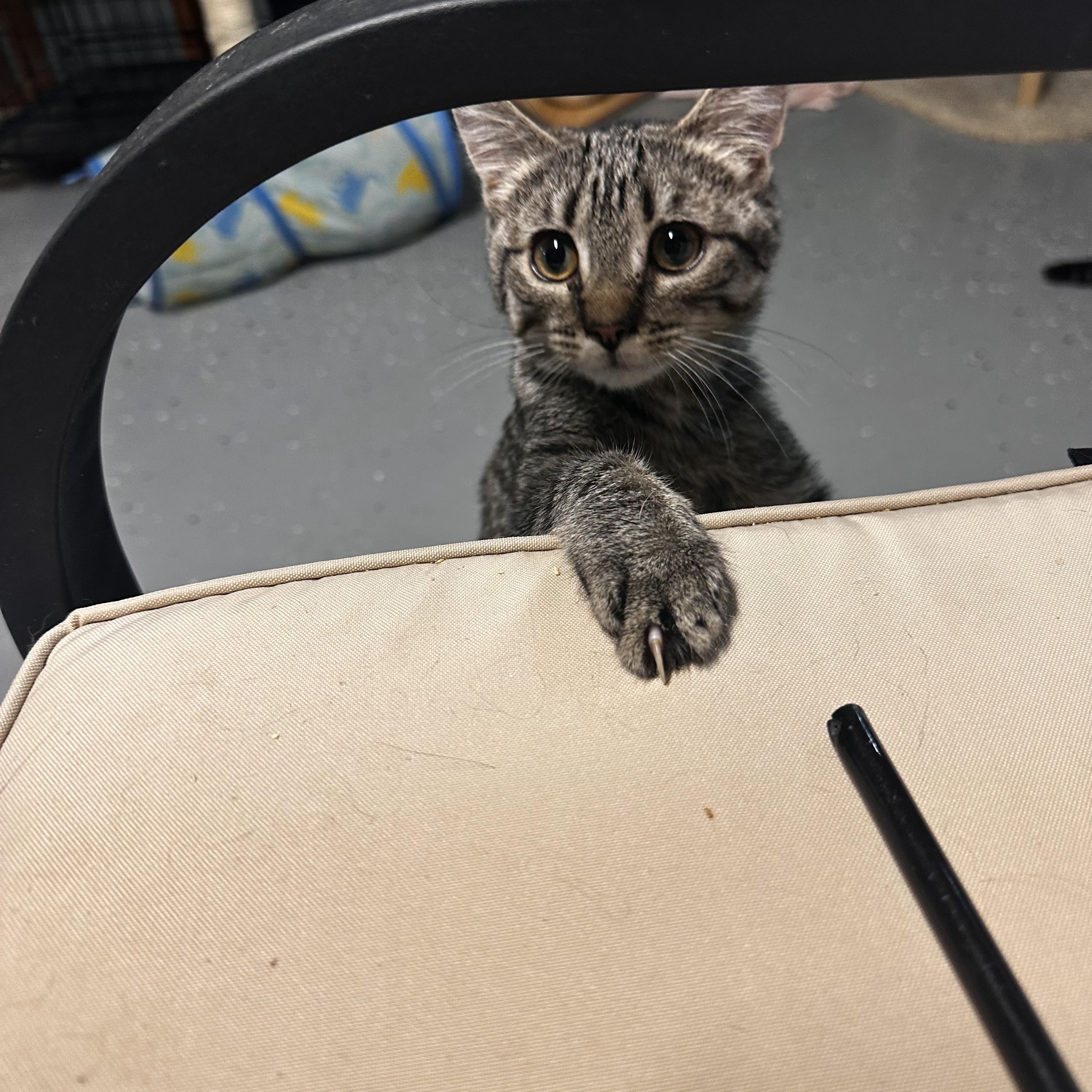 Enlarge Fruity Pebbles, a ADOPTABLE Domestic Short Hair in North East, MD image 1/2
