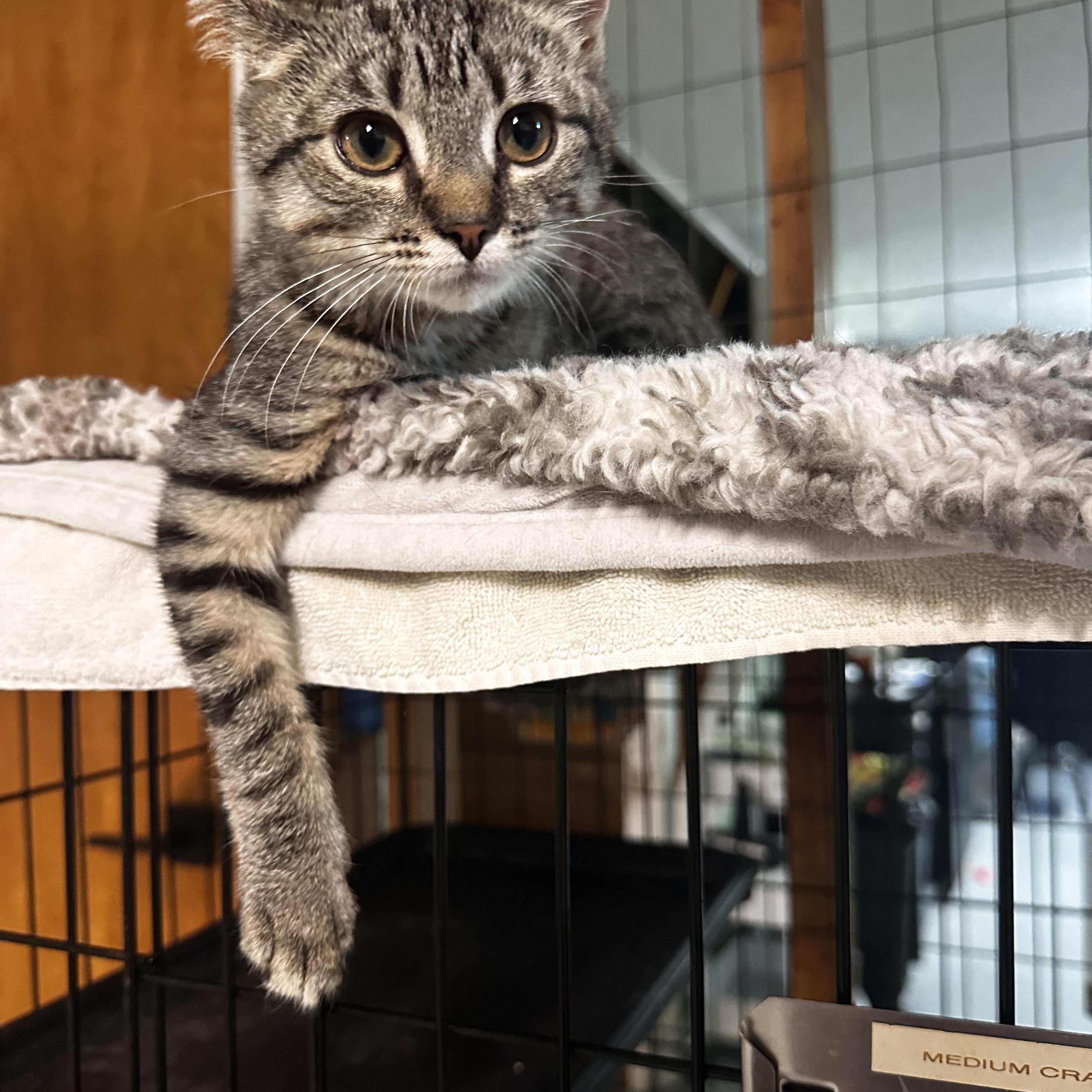 Enlarge Fruity Pebbles, a ADOPTABLE Domestic Short Hair in North East, MD image 2/2