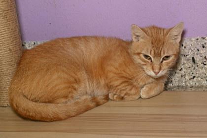 Mildred, Adoptable, Adult Female Domestic Short Hair & Domestic Short Hair.
