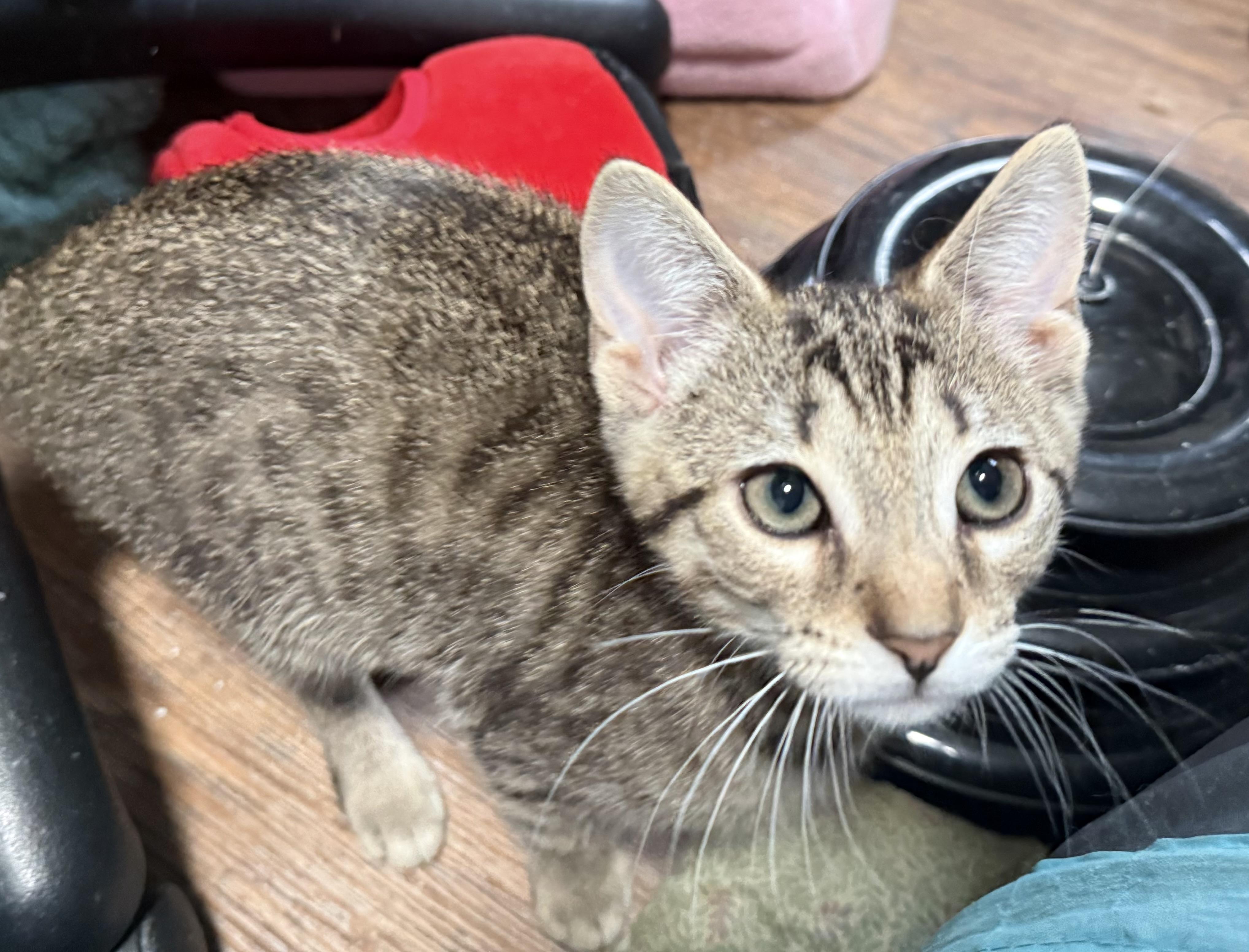 Enlarge Dottie, an adopted Domestic Short Hair in Buffalo, NY image 1/1