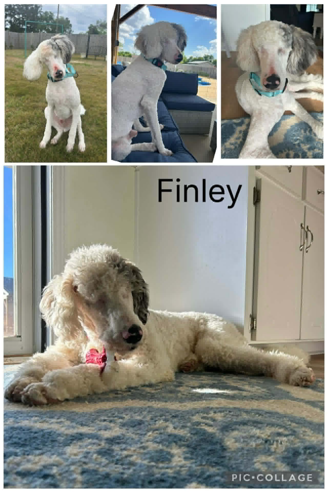 Finley, ADOPTABLE, Young Male Standard Poodle.