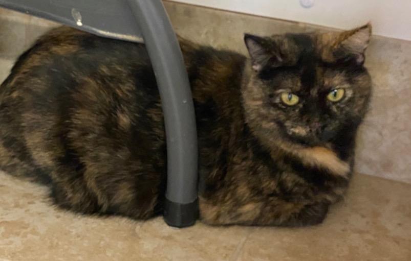 Mini Muffin (Mimi), Adoptable, Adult Female Domestic Short Hair.