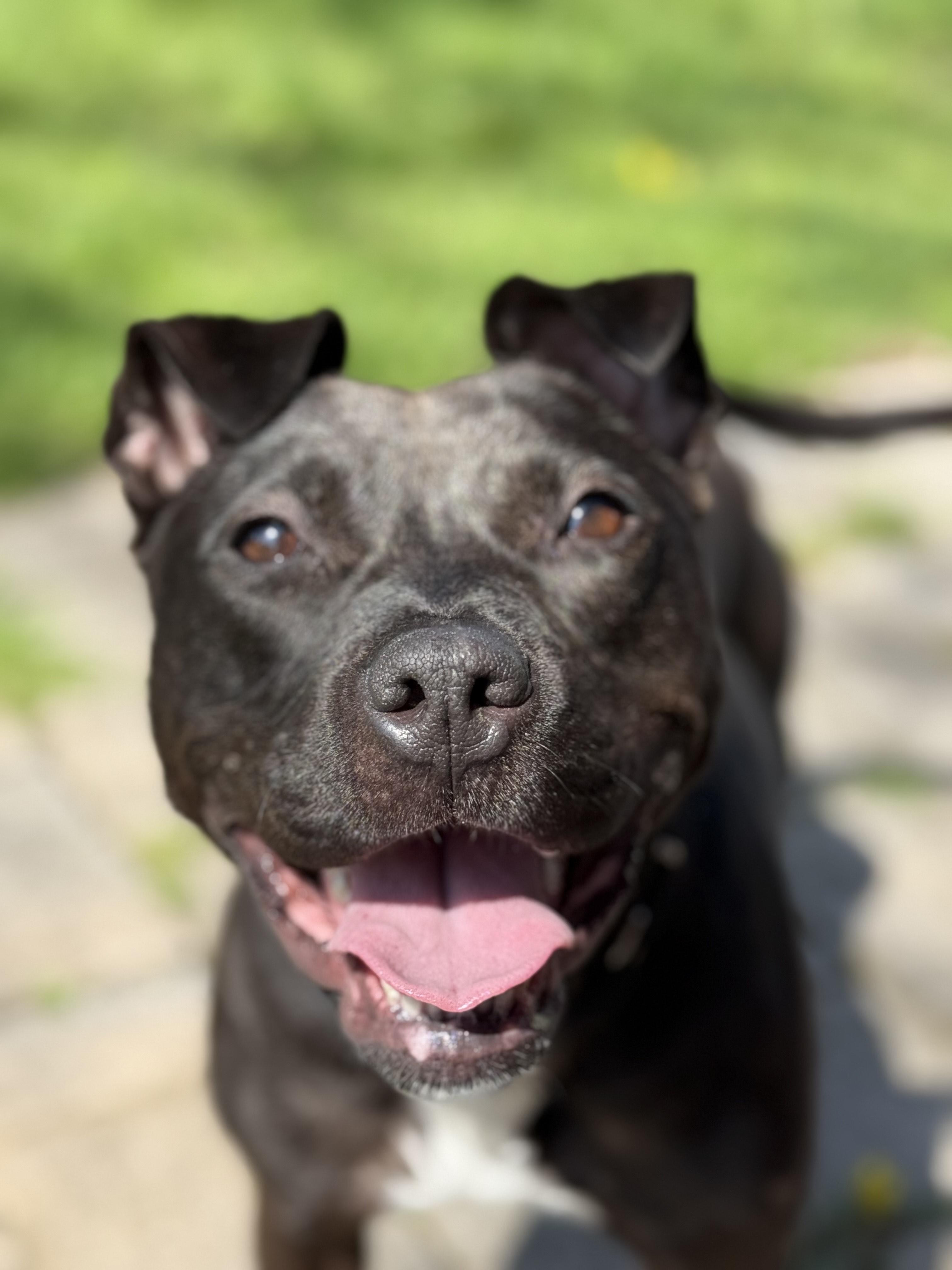 Enlarge MARINA, a Adoptable mixed breed in Rochester, NY image 2/6