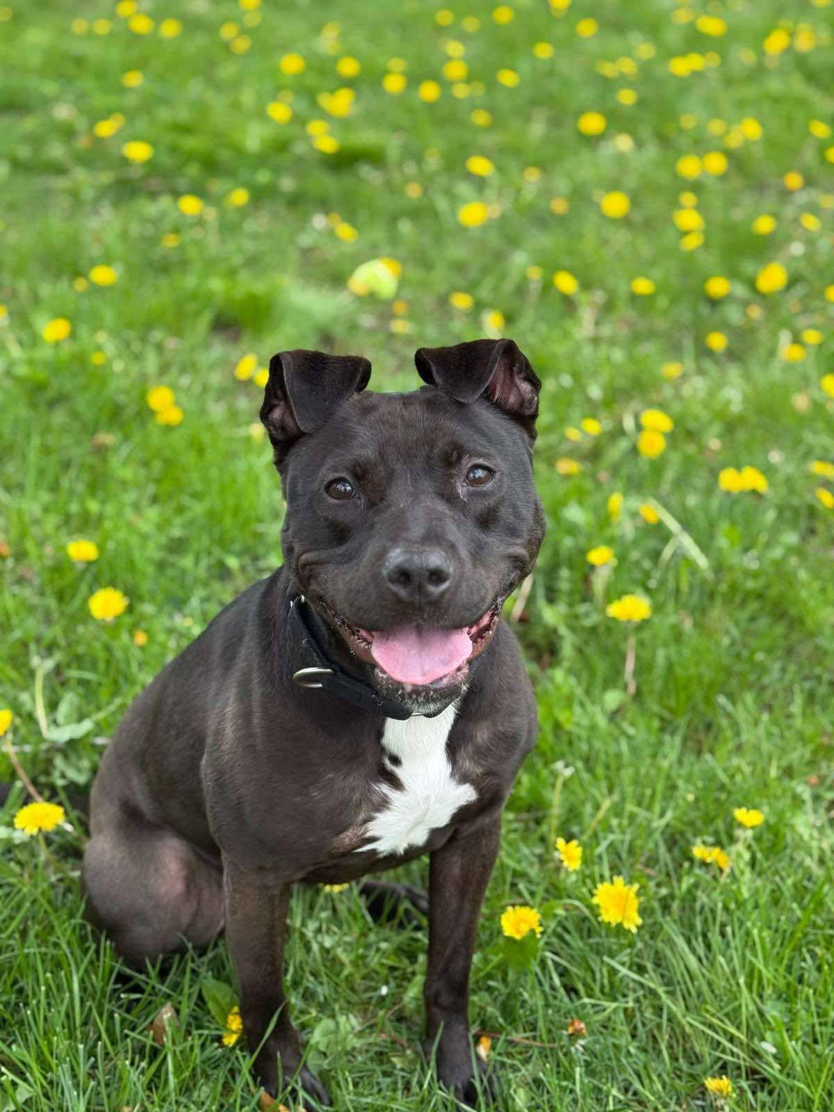 Enlarge MARINA, a Adoptable mixed breed in Rochester, NY image 1/6