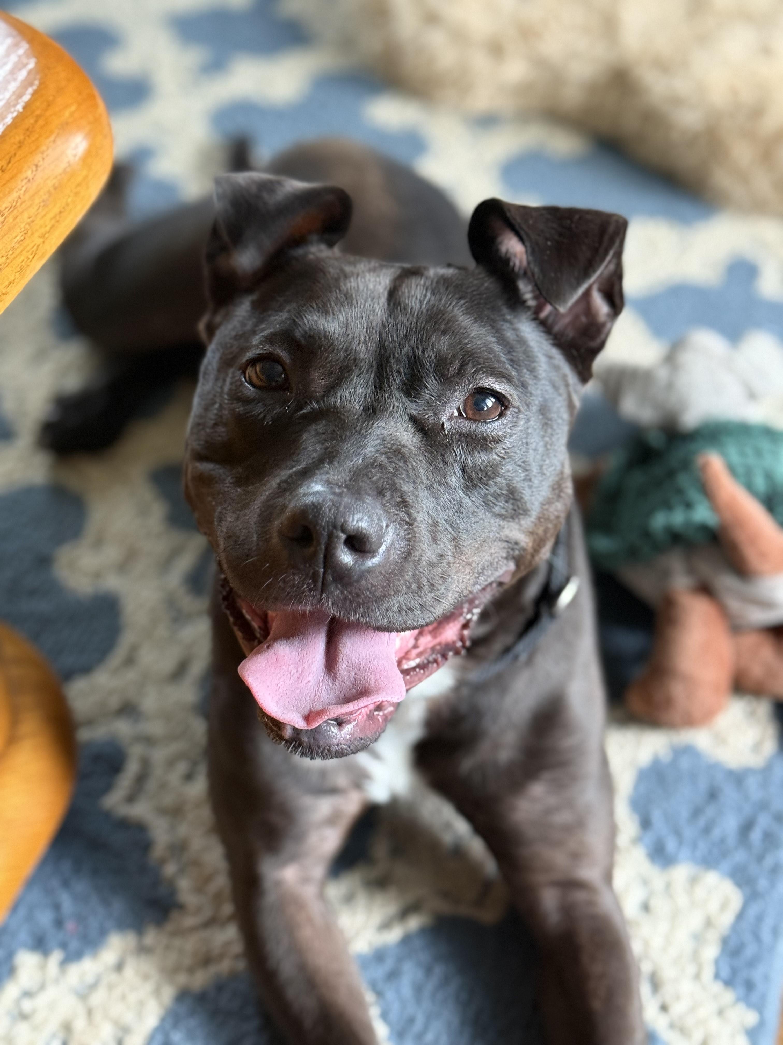 Enlarge MARINA, a Adoptable mixed breed in Rochester, NY image 5/6