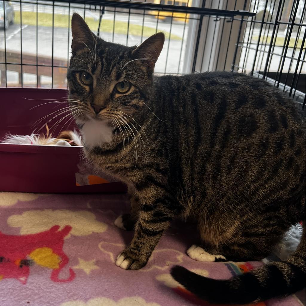 Enlarge Mysti, a Adoptable Domestic Short Hair in Wappingers Falls, NY image 1/5