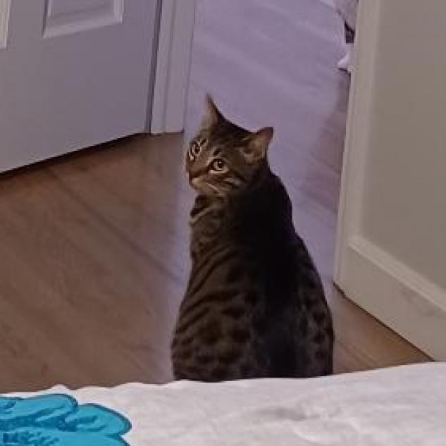 Enlarge Mysti, a Adoptable Domestic Short Hair in Wappingers Falls, NY image 2/5