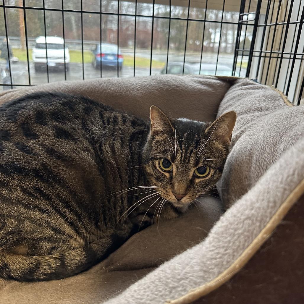 Enlarge Mysti, a Adoptable Domestic Short Hair in Wappingers Falls, NY image 4/5